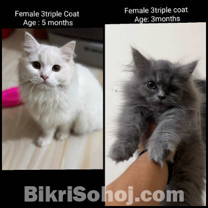 Persian Cat Female long coat